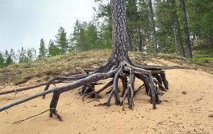 Kesäpäivä Rokua Geoparkissa: Jääkauden jälkiä ja luonnon rauhaa